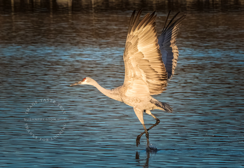 Sandhill Crane Dances on Water: Bosque del Apache Sandhill Crane Dances on Water: Bosque del Apache