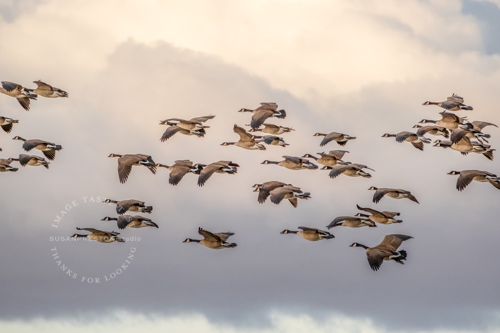 Canada Geese Calling in the Clouds