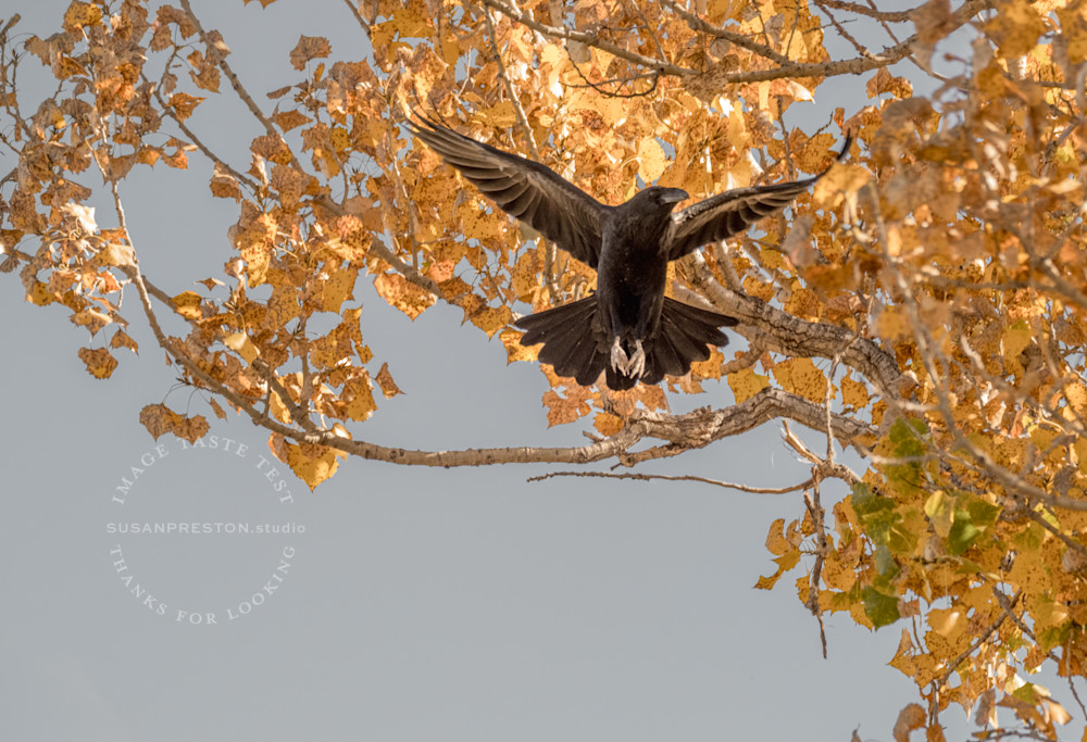 Raven Leaps Into A Golden Morning Photography Art | Susan Preston Studio