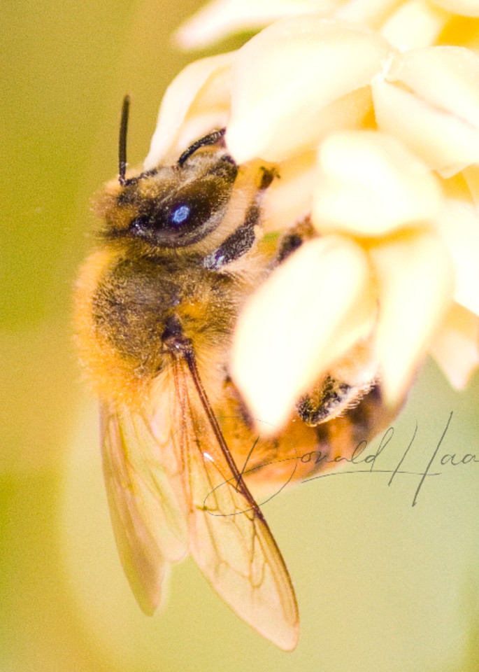 Honey Bee Photography Art | Donald Haake Photography