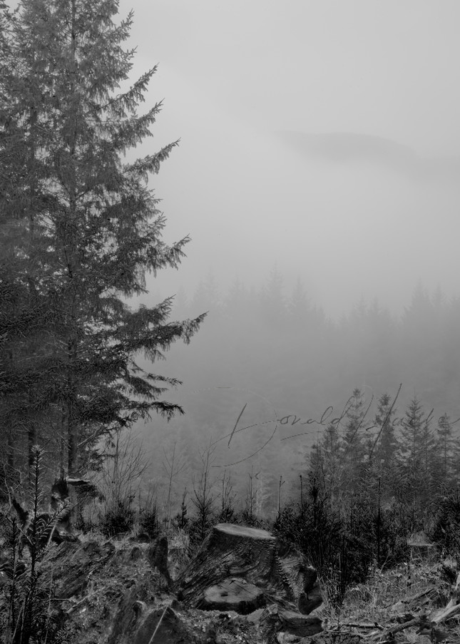 Oregon Fog In Forest Photography Art | Donald Haake Photography