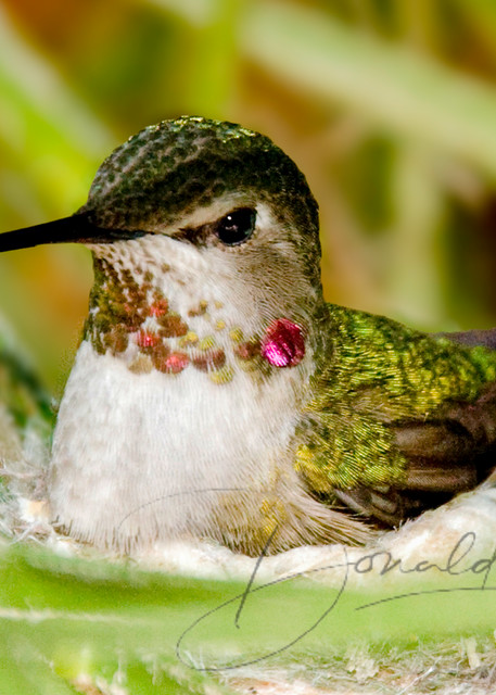 Hummingbird In Nest Photography Art | Donald Haake Photography