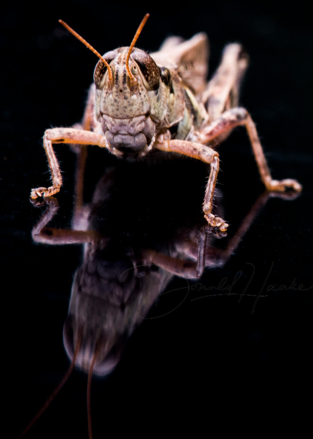 Grasshopper Photography Art | Donald Haake Photography