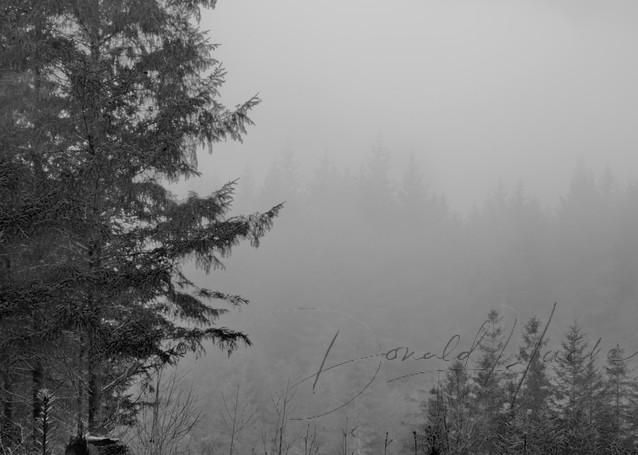 Oregon Fog In Forest Photography Art | Donald Haake Photography