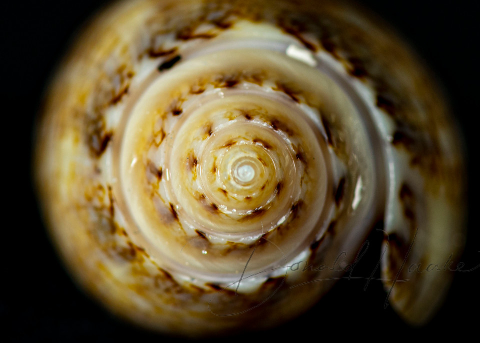 Spiral Photography Art | Donald Haake Photography