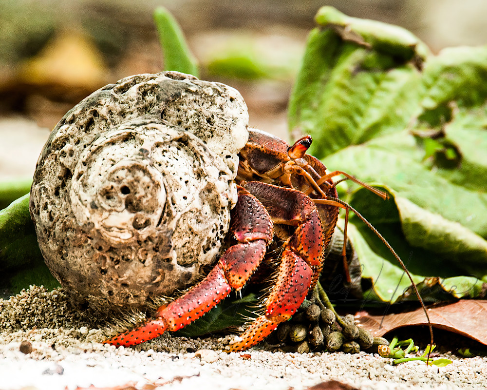 Land Crab Photography Art | Donald Haake Photography