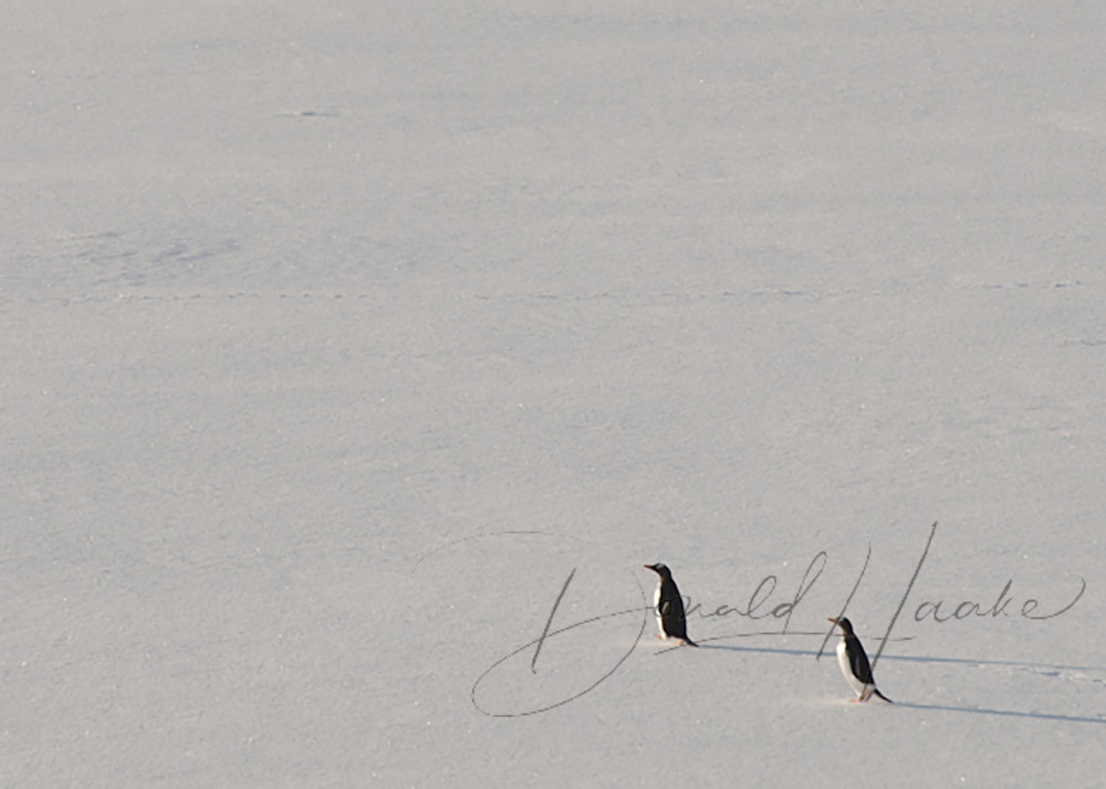 Lost On The Ice Photography Art | Donald Haake Photography