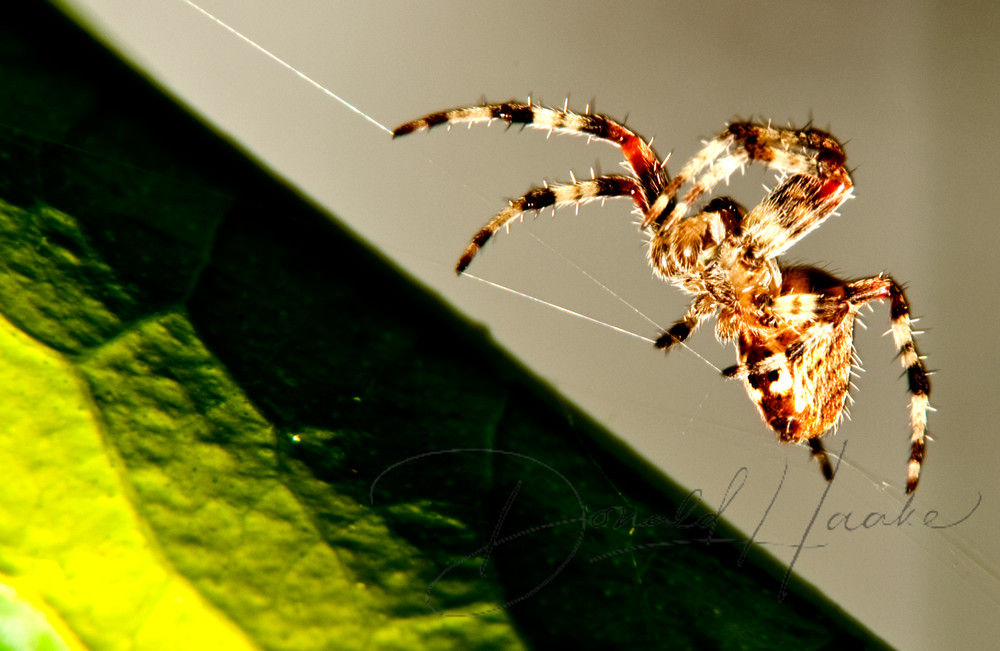 Spider Creating Web Photography Art | Donald Haake Photography