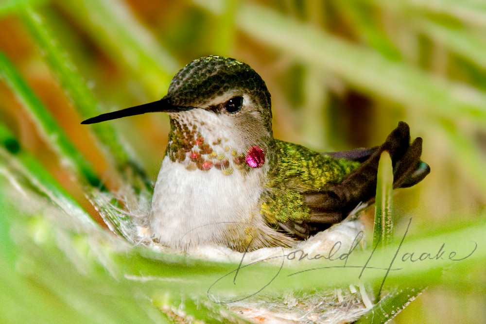 Hummingbird In Nest Photography Art | Donald Haake Photography