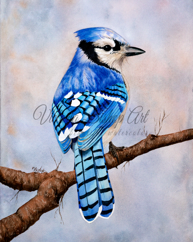 Realistic watercolor painting of a blue jay