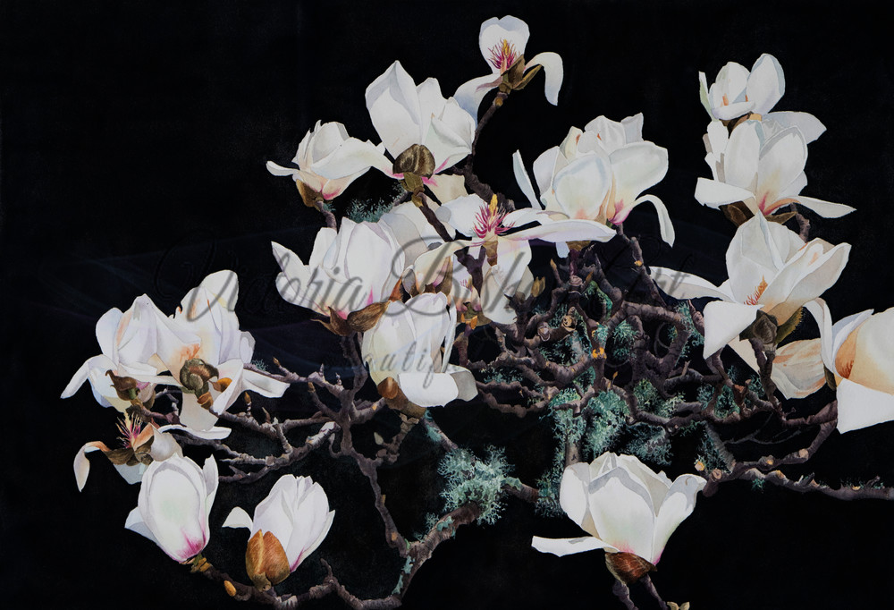 White Magnolia  Art | victoriabishop.art
