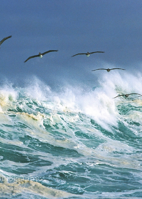 Surfing Pelicans