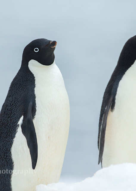 Adelie Penguins in Antarctica