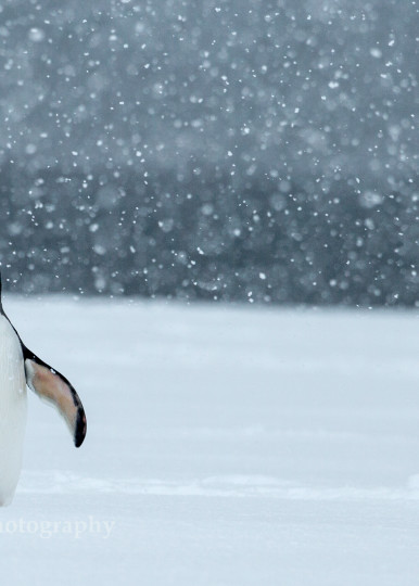 Gentoo Penguin catching snowflakes