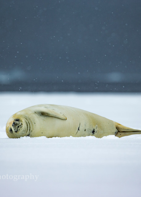 Crabeater Seal (Lobodon carcinophagus) on the ice