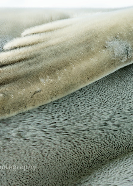 Crabeater Seal close up