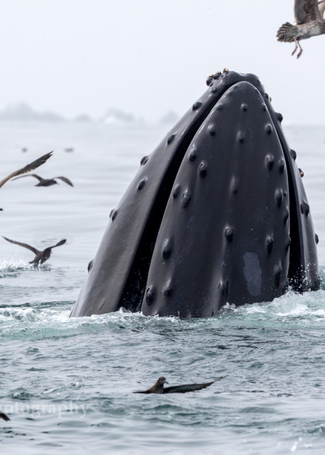 Lunge feeding Humpback Whale