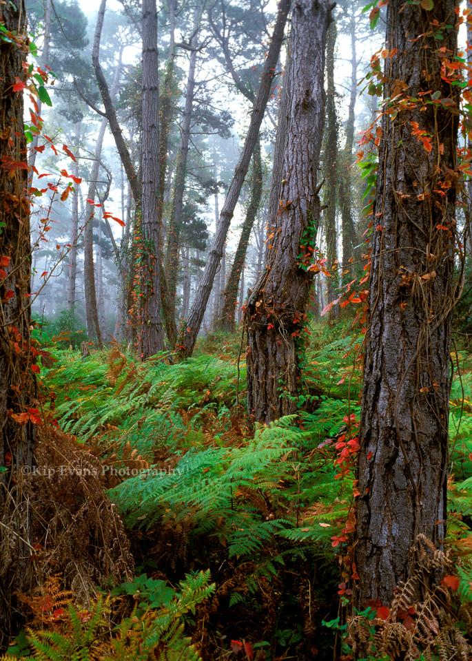 Monterey Pine tree forest