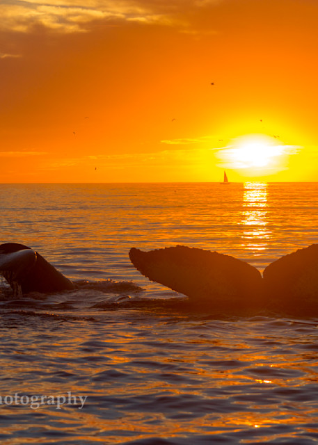 Sunset with the whales