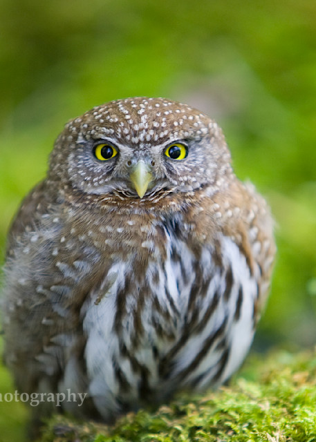 Northern Pgmy Owl - Yosemite Valley