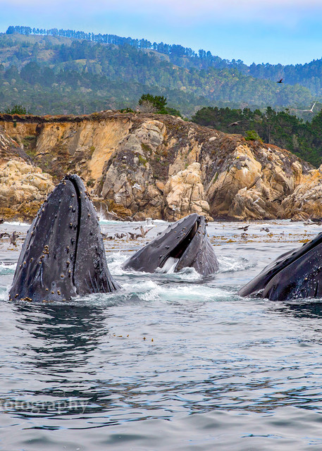 Feeding Humpback Whales, Point Lobos
