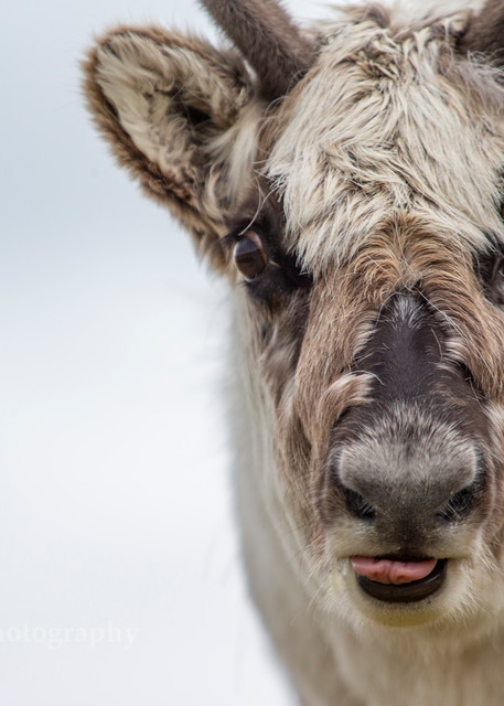 Reindeer-Savlbard (Rangifer tarandus platyrhynchus)