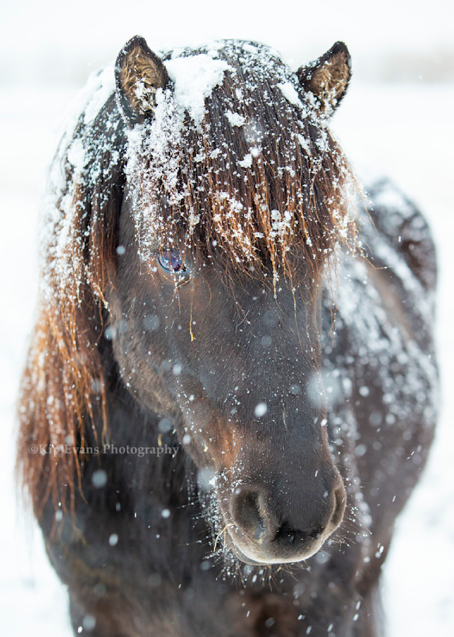 Icelandic Horse in the snow