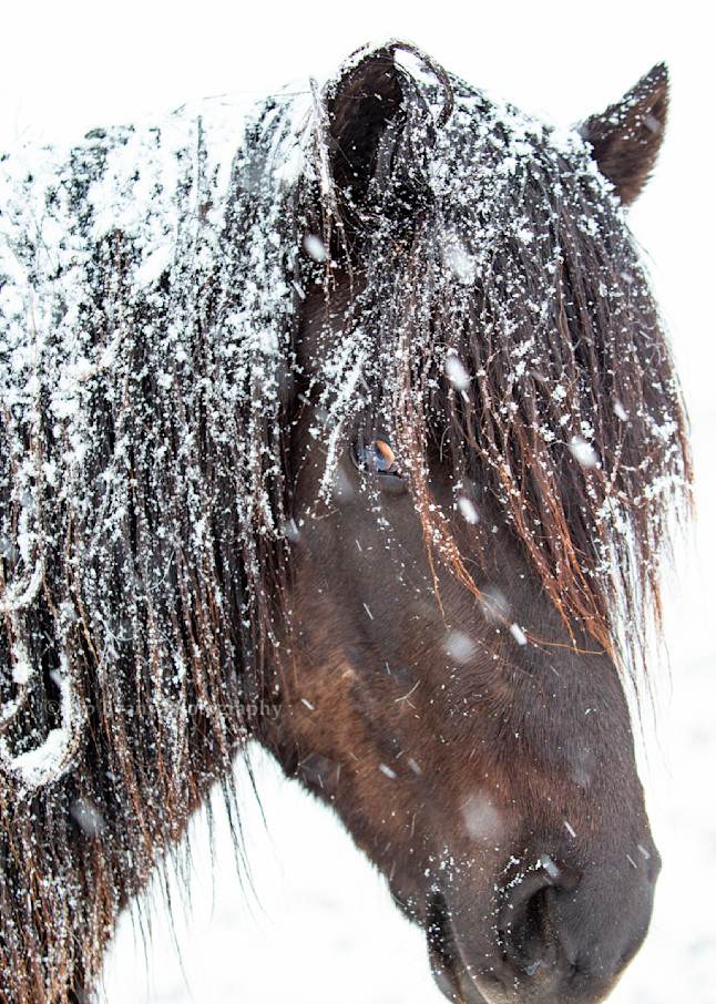Icelandic Horse Photography Art | Kip Evans Photography