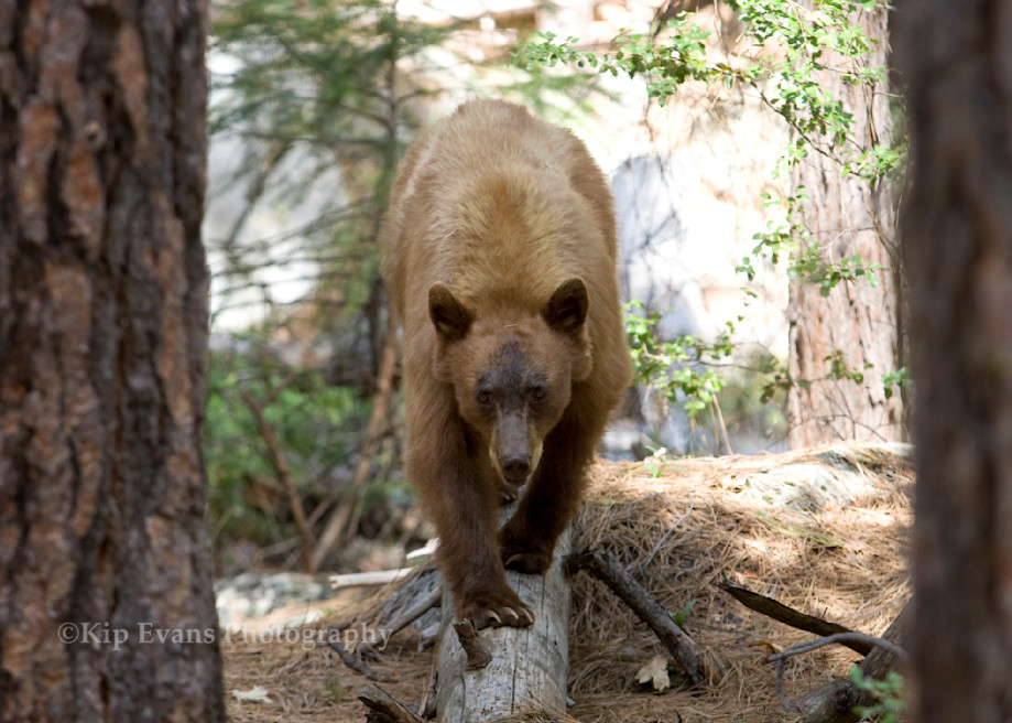 Black Bear   Yosemite National Park Photography Art | Kip Evans Photography