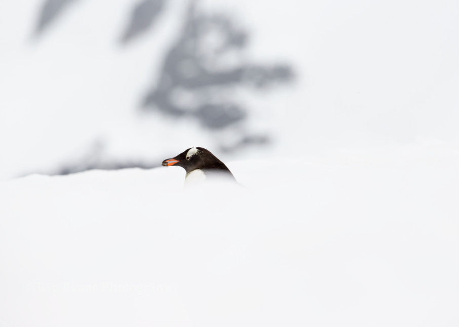 Gentoo Penguin In The Antarctic Snow Photography Art | Kip Evans Photography