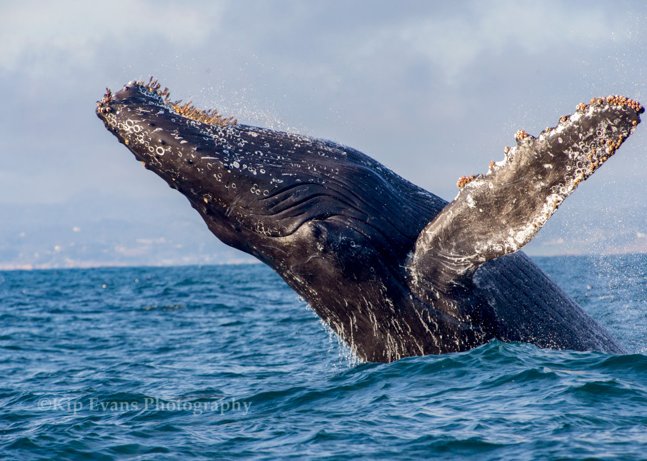 Breeching Humpback Whale