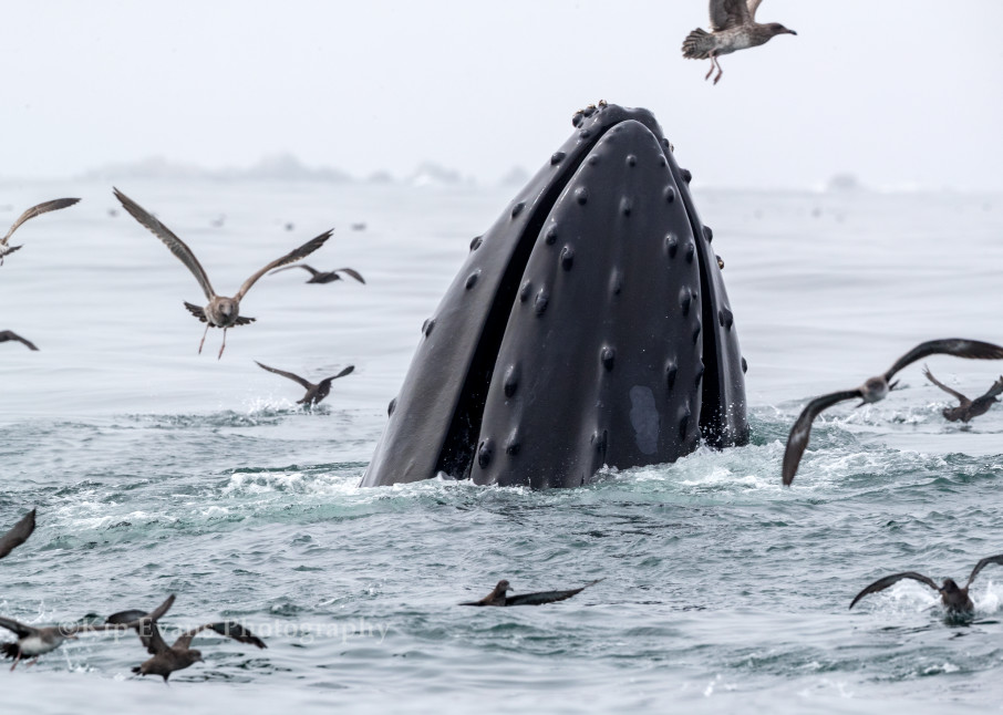 Lunge feeding Humpback Whale