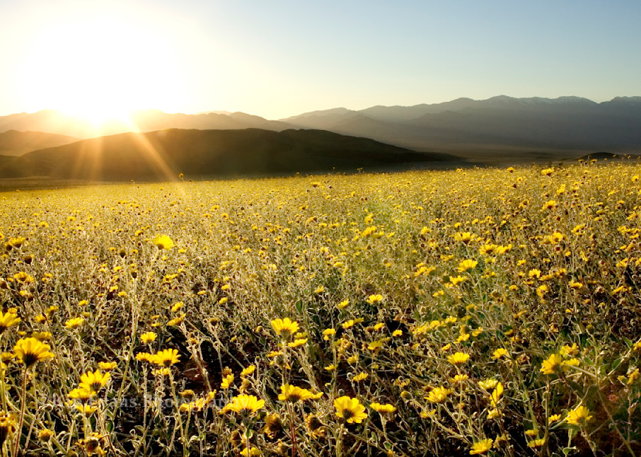 Spring Bloom, Death Valley, sunset, yellow, flowers, daisies, spring, wildflowers, wilderness, national park, California, United States, Death Valley National Park, aired, hot, bloom, wildflower bloom, park
