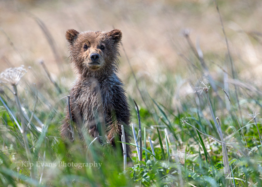 Brown Bear Cub, Alaska