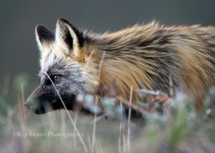 Red Fox, Denali National Park, Alaska