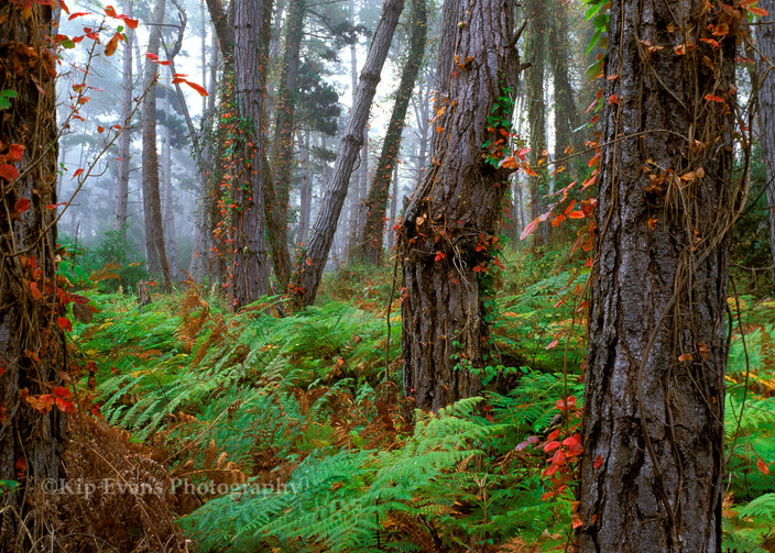 Monterey Pine tree forest