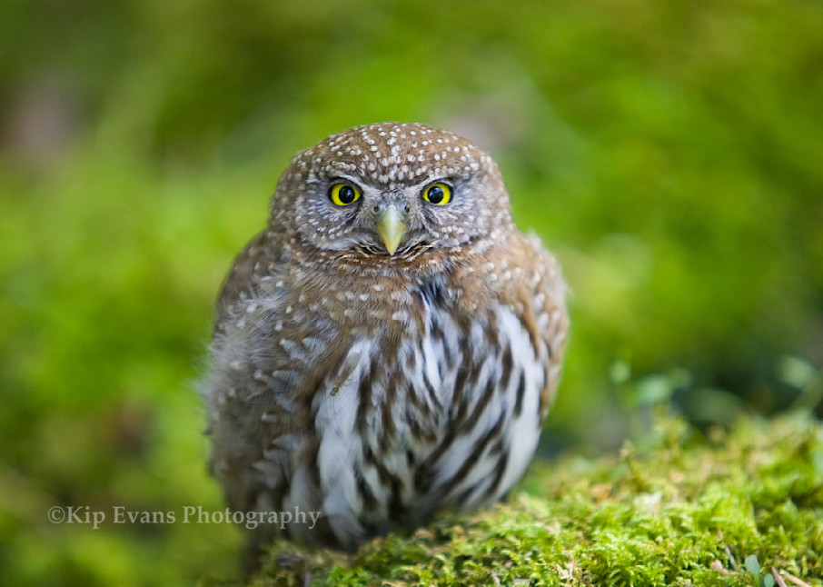 Northern Pgmy Owl - Yosemite Valley