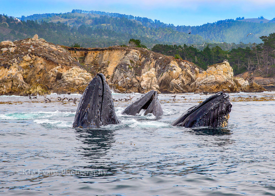 Feeding Humpback Whales, Point Lobos