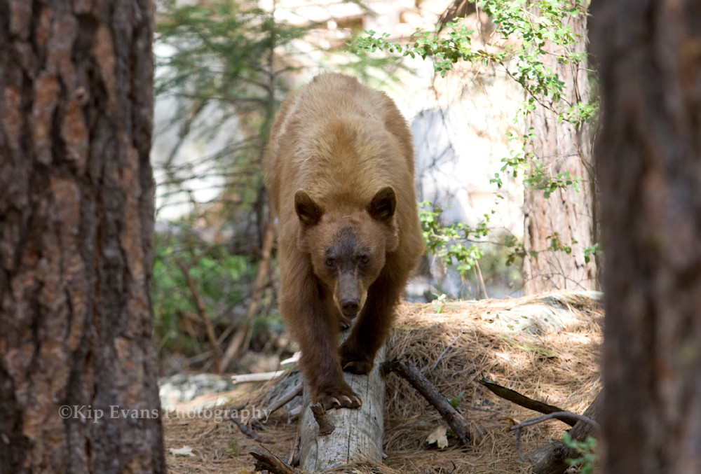 Black Bear   Yosemite National Park Photography Art | Kip Evans Photography