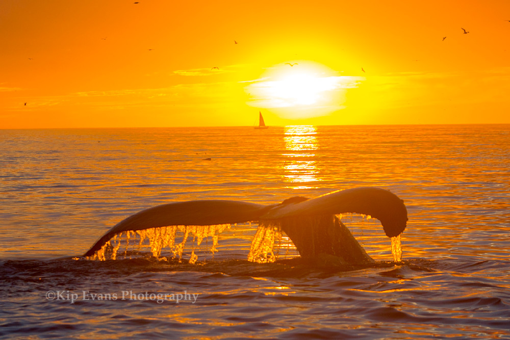 Humpback Whale Dives at Sunset