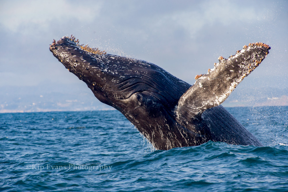 Breeching Humpback Whale