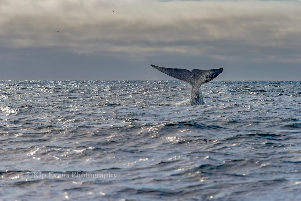 Blue Whale Diving