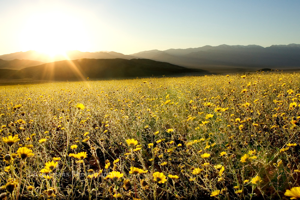 Spring Bloom, Death Valley, sunset, yellow, flowers, daisies, spring, wildflowers, wilderness, national park, California, United States, Death Valley National Park, aired, hot, bloom, wildflower bloom, park