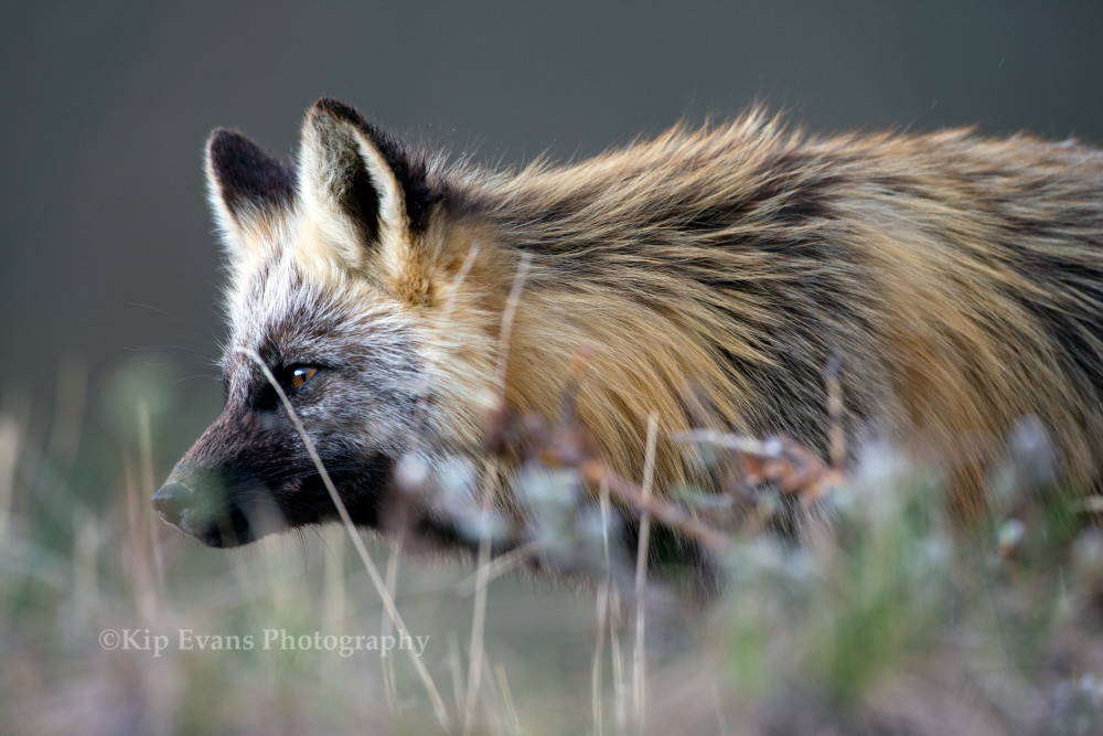 Red Fox, Denali National Park, Alaska