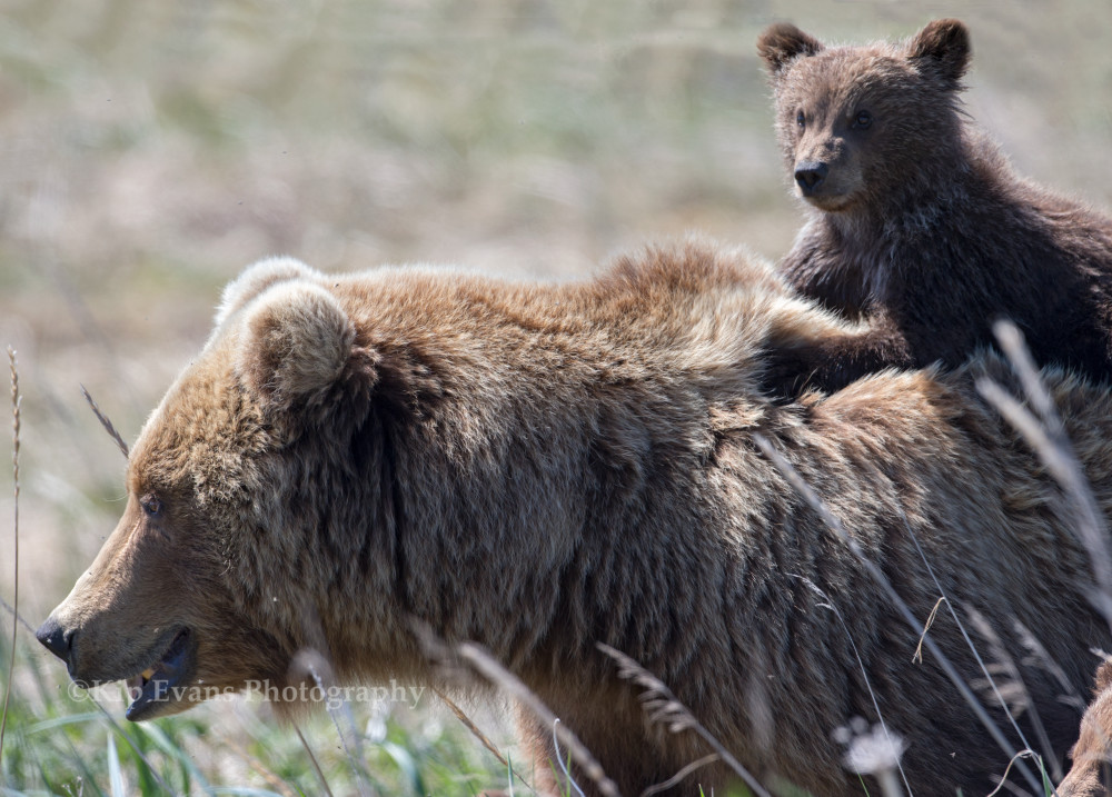 Mother Brown Bear and her Cub hitching a ride on her back.