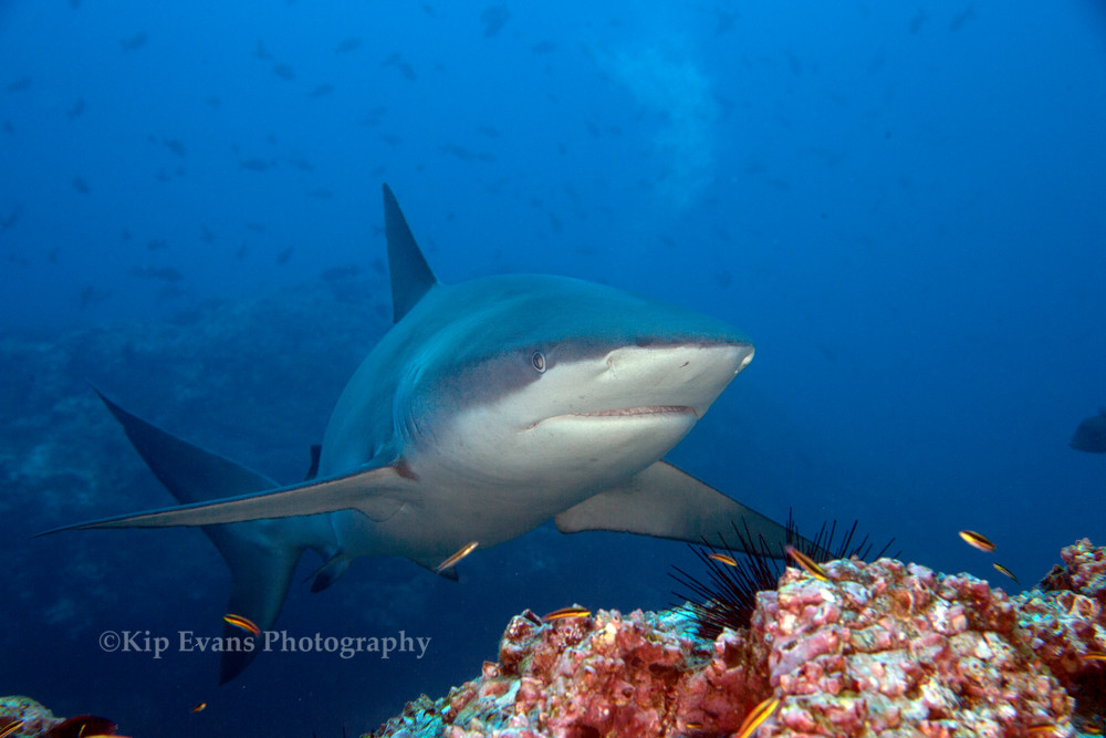 Galapagos Shark (Carcharhinus galapagensis) - Cocos Island