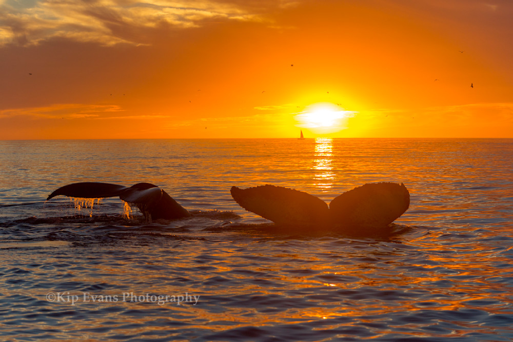 Sunset with the whales