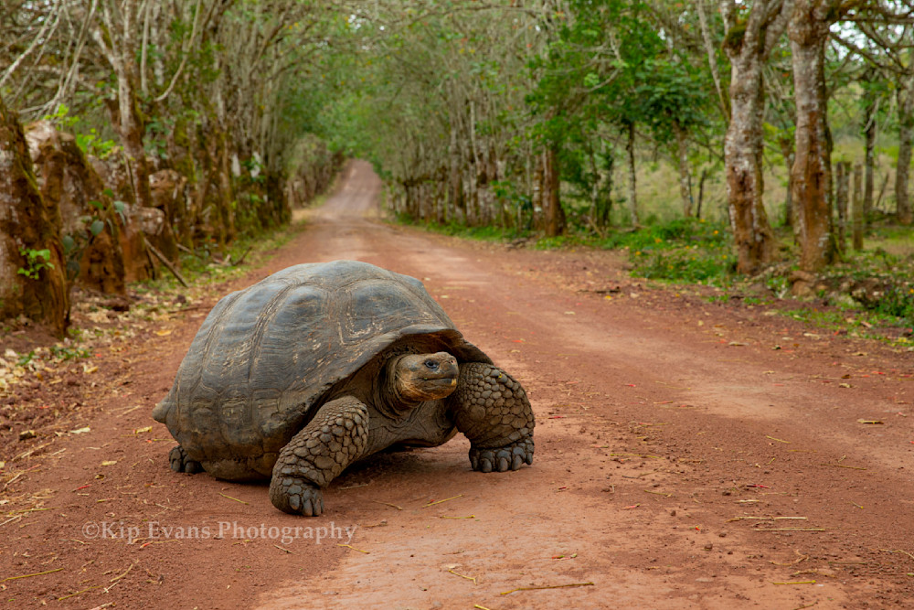 Galapagos Tortoise - Galapagos Islands
