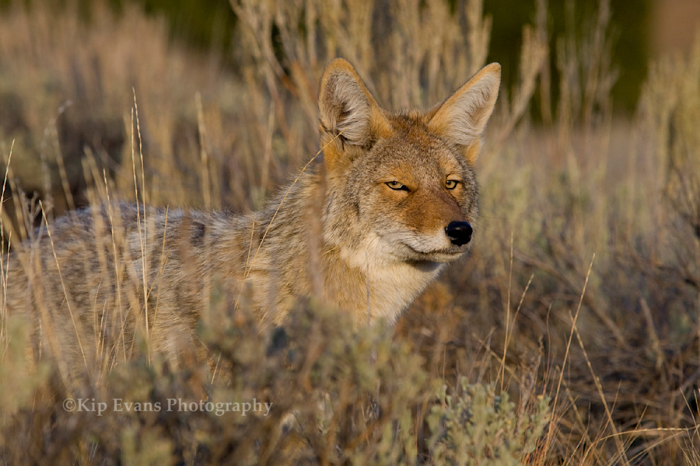 Coyote