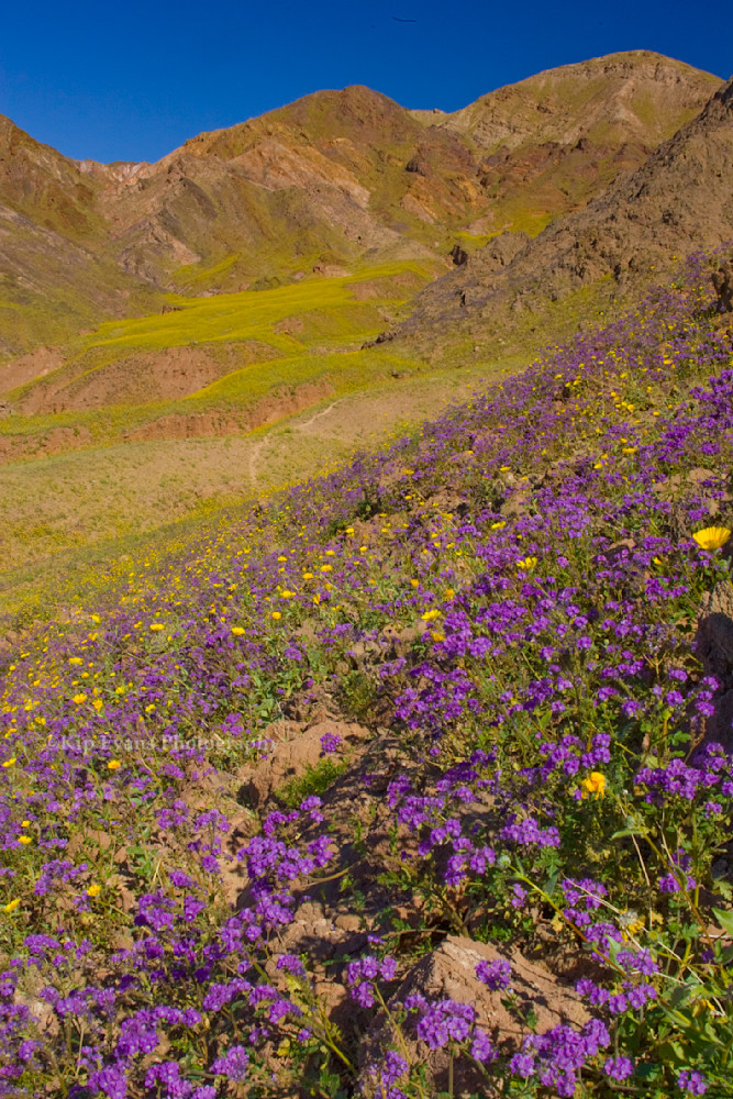 Death Valley Bloom